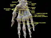 Wrist joint. Deep dissection. Anterior, palmar, view.