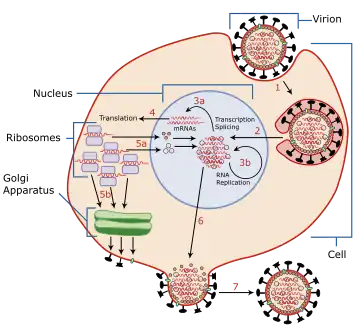 Infection and replication of the influenza virus. The steps in this process are discussed in the text.