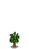 Apricot Stage 2.png