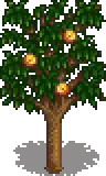 Apricot Stage 5 Fruit.png