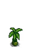 Banana Stage 2.png