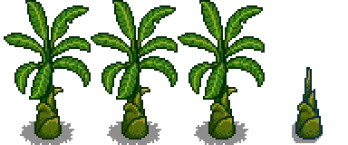 Banana Stage 5.png