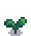 Broccoli Stage 2.png