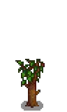 Cherry Stage 3.png