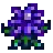 Crocus.png