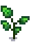 Eggplant Stage 4.png