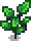 Eggplant Stage 5.png