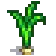 Garlic Stage 5.png