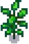 Hot Pepper Stage 6.png
