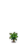 Mango Stage 1.png