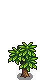 Mango Stage 3.png
