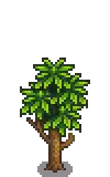 Mango Stage 4.png