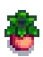 Melon Stage 5.png