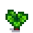 Radish Stage 4.png