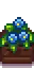 Seasonal Plant 6 Summer.png