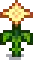 Summer Spangle Stage 5.png