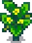 Summer Squash Stage 5.png