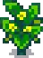 Summer Squash Stage 7.png