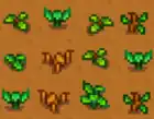 WildSeedsStage2.png