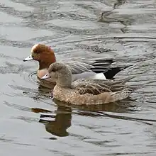Wigeon